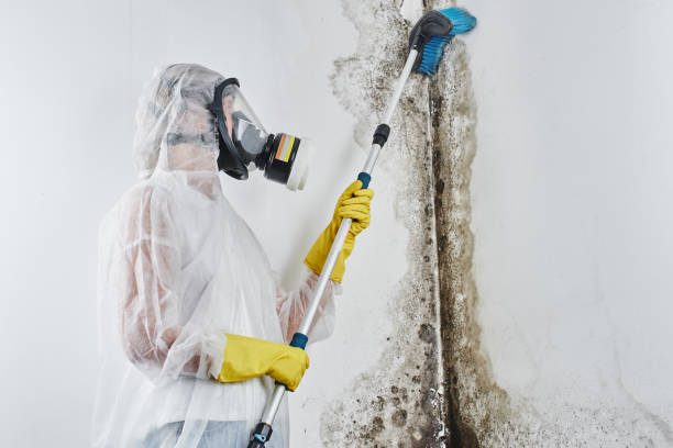 Best Certified Mold Removal  in Franklinville, NC