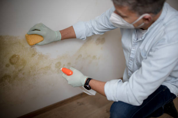 Best Mold Removal Company Near Me  in Franklinville, NC