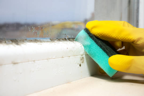 Best Residential Mold Removal  in Franklinville, NC