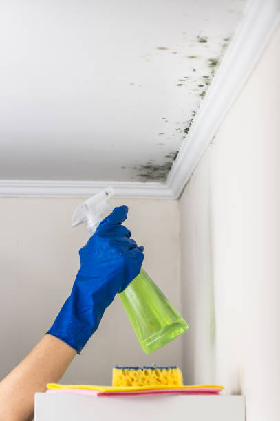 Best Fast Mold Removal  in Franklinville, NC